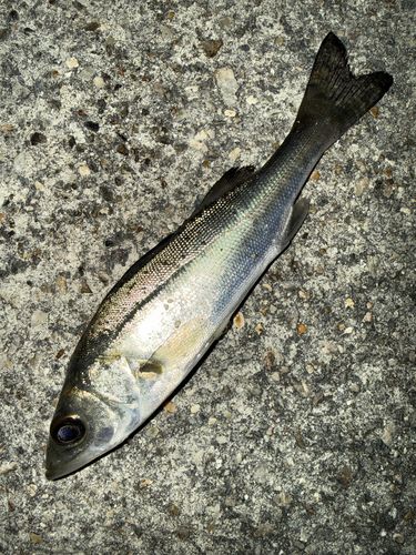 セイゴ（マルスズキ）の釣果