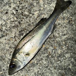 セイゴ（マルスズキ）