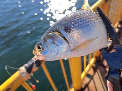 コノシロの釣果