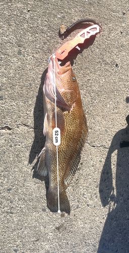 オオモンハタの釣果