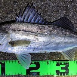 セイゴ（マルスズキ）