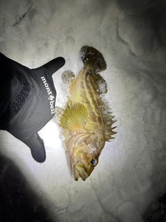 シマゾイの釣果