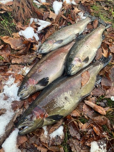 ニジマスの釣果