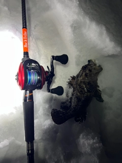 オウゴンムラソイの釣果