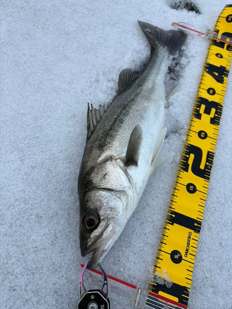 SHIMANO 18ディアルーナ S106Mの最安値・インプレ・釣果 | 本音の