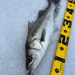 セイゴ（マルスズキ）