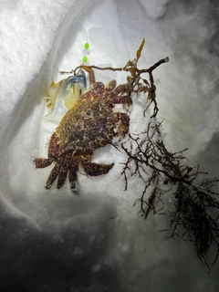 クリガニの釣果