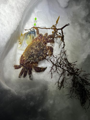 クリガニの釣果