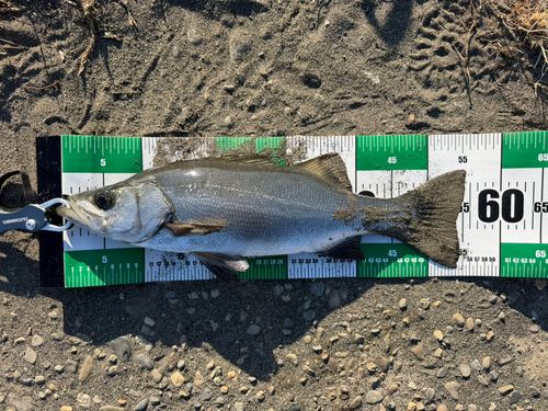 ヒラスズキの釣果