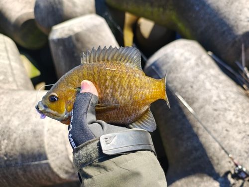 ブルーギルの釣果