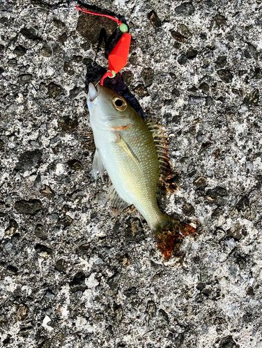 フエフキダイの釣果