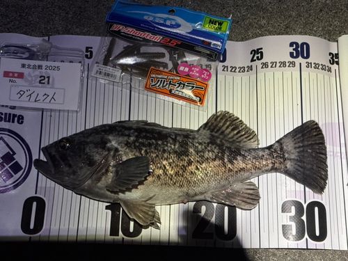 クロソイの釣果