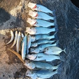 セイゴ（タイリクスズキ）