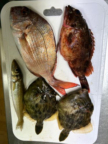 カワハギの釣果