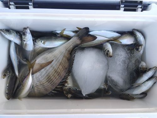 マアジの釣果