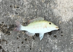 フエフキダイの釣果