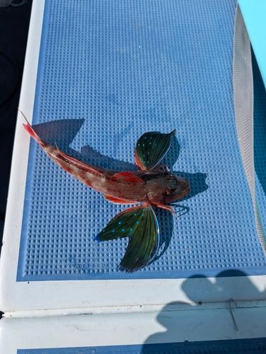 ホウボウの釣果