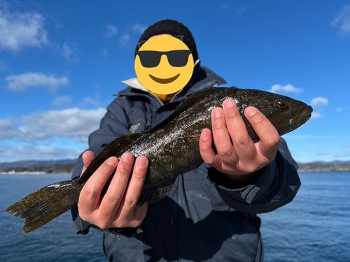 アイナメの釣果