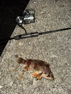 ヨロイメバルの釣果