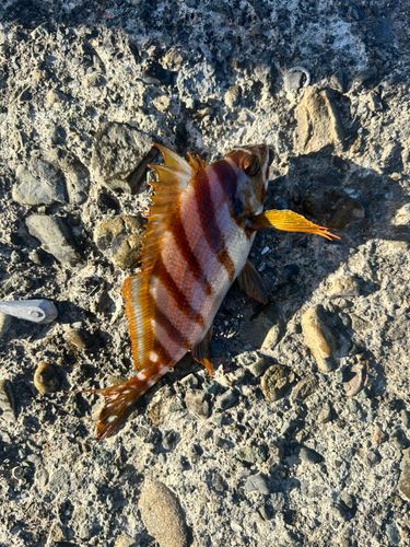 タカノハダイの釣果