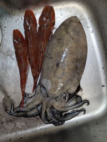 モンゴウイカの釣果