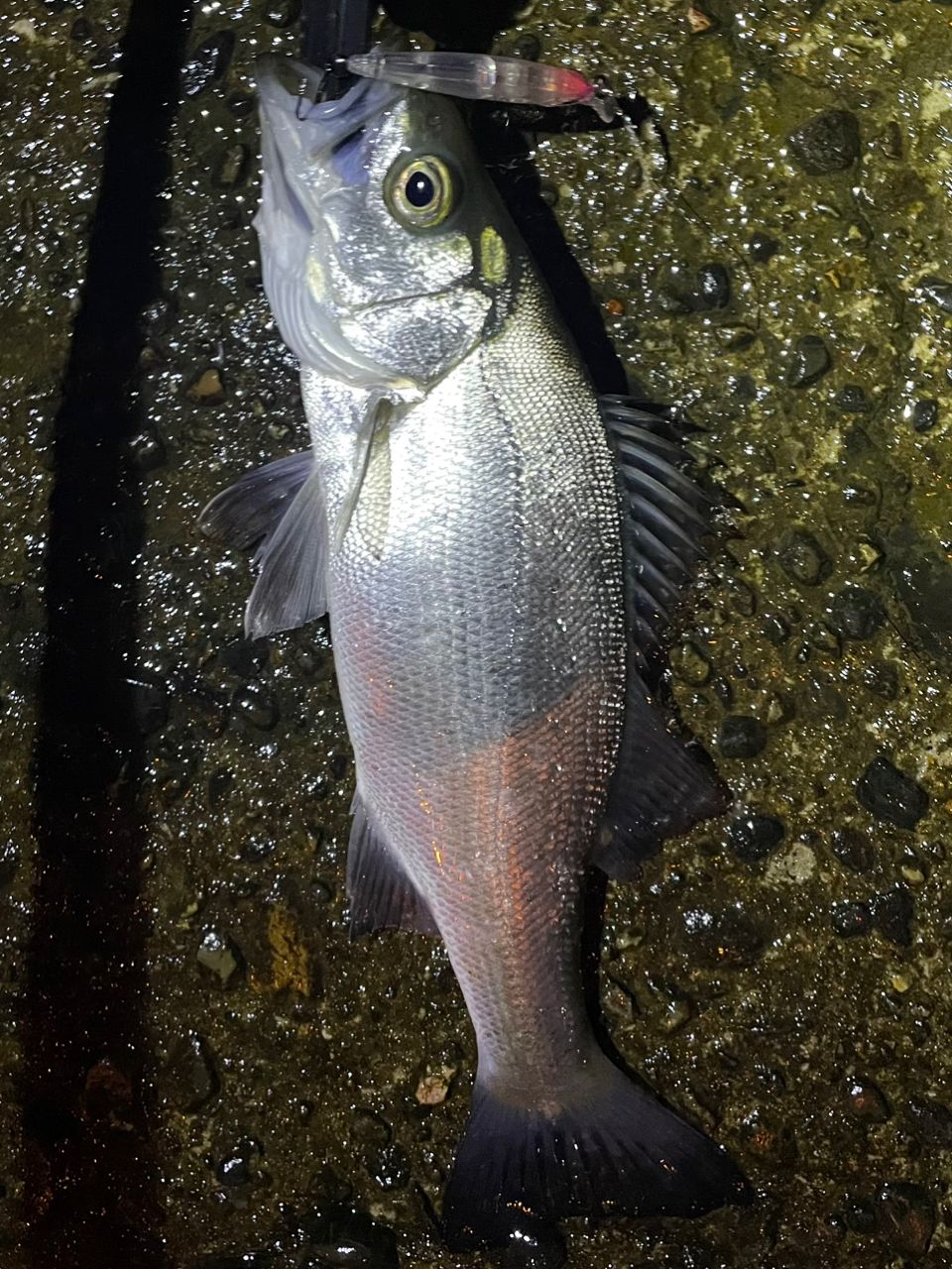 SHIMANO 22ミラベル 2500の最安値・インプレ・釣果 | 本音の口コミが