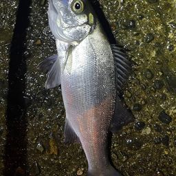 セイゴ（マルスズキ）