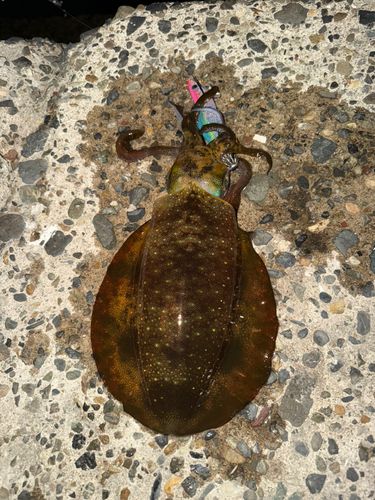 アオリイカの釣果