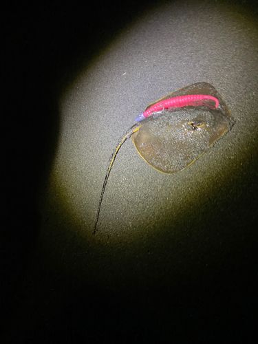 アカエイの釣果