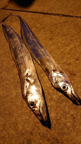 タチウオの釣果