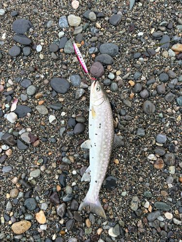 アメマスの釣果