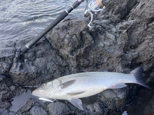 ヒラスズキの釣果