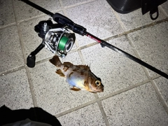 シロメバルの釣果