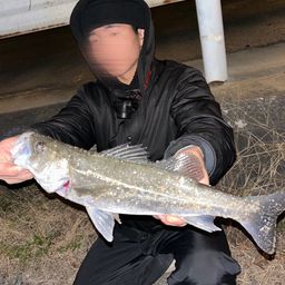 フッコ（マルスズキ）