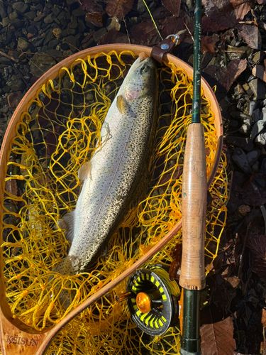 スチールヘッドの釣果