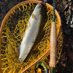 スチールヘッド