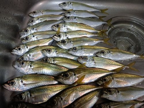 マアジの釣果