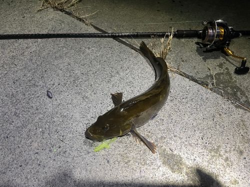 アイナメの釣果