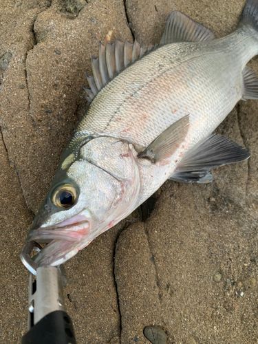 ヒラスズキの釣果