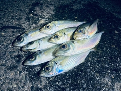 アジの釣果
