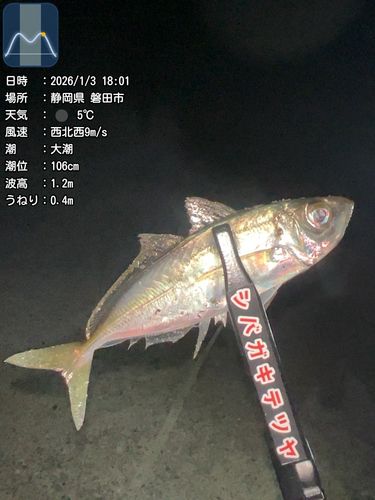 アジの釣果