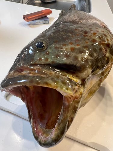 チャイロマルハタの釣果