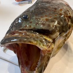 チャイロマルハタ