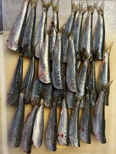 イワシの釣果
