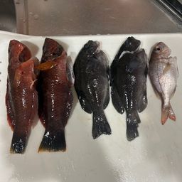 アカササノハベラ