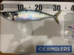 ゴマサバの釣果