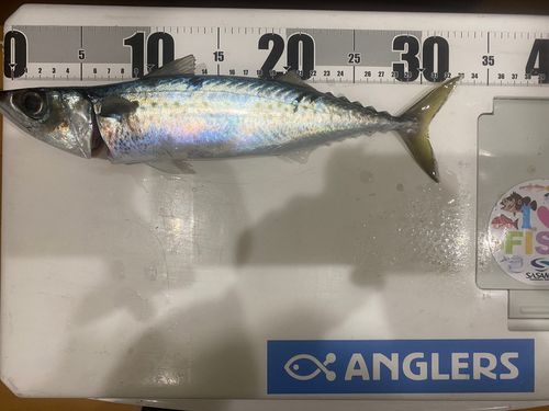 ゴマサバの釣果