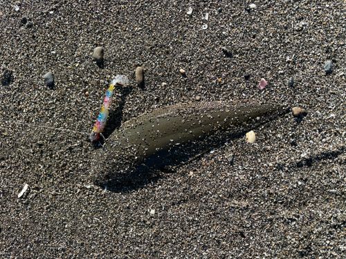 シタビラメの釣果