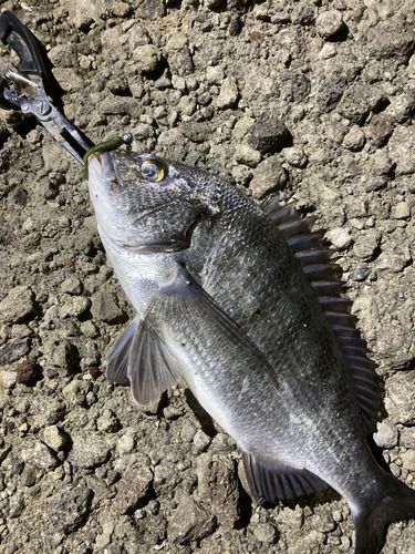 チヌの釣果