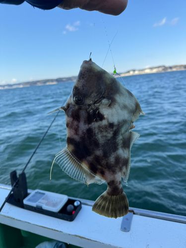 カワハギの釣果
